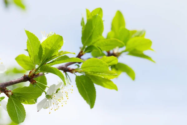Apple Blossom Våren Träd Framför Soliga Blå Himmel Med Kopia — Stockfoto