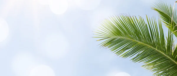 Coconut Palm Leaves Blue Sky Sunny Vacation Backdrop Space Your — Stock Photo, Image