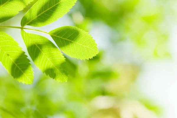 Groene Bladeren Blauwe Hemel Met Kopie Ruimte Heldere Lente Zomer — Stockfoto