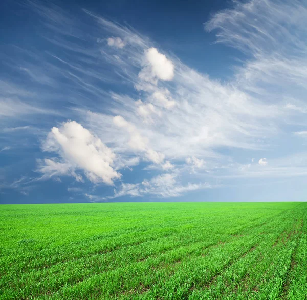 Grünes Grasfeld und blauer Himmel — Stockfoto