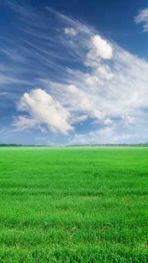 Yeşil çayır ve mavi gökyüzü