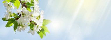 Elma çiçeği bahar ağacı