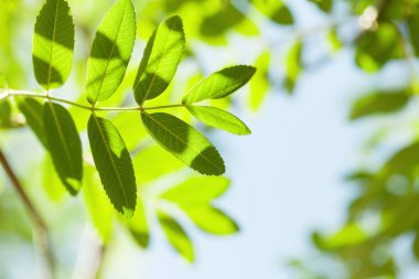 Mavi gökyüzünde yeşil yapraklar