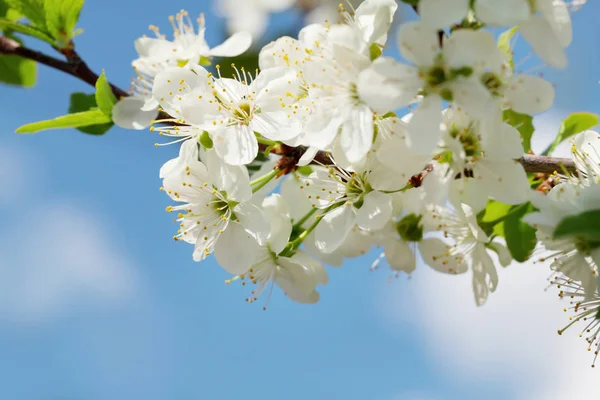 Elma çiçeği bahar ağacı — Stok fotoğraf