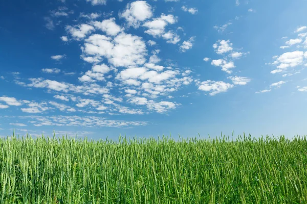 Zielona pszenica dziedzinie niebieski niebo — Zdjęcie stockowe