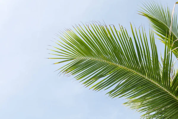 Feuilles Cocotier Sur Fond Bleu Ciel — Photo