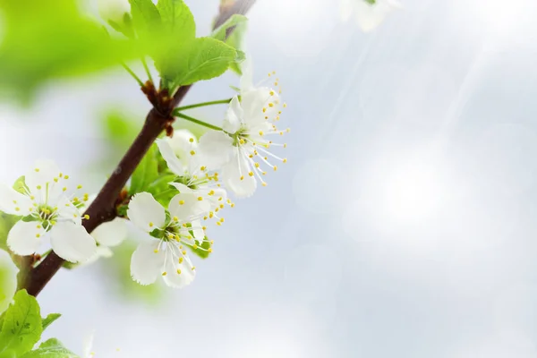 Almafa Virága Tavasszal Kék Háttér Előtt Töve — Stock Fotó