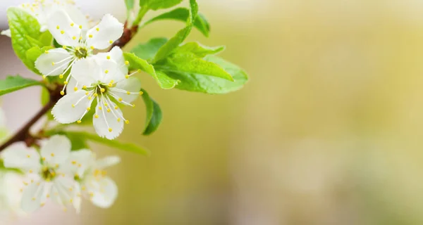 Wiosna Kwiat Jabłoni Niewyraźne Tło Zielony — Zdjęcie stockowe