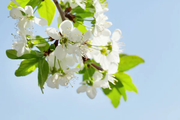 Яблоня Цветет Весеннее Дерево Перед Солнечным Голубым Небом — стоковое фото