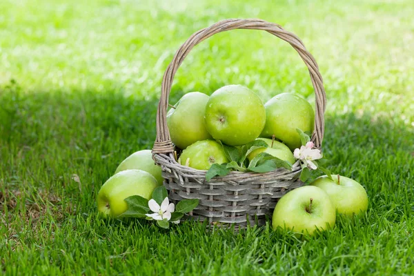 Fresh garden apples in basket — Stock Photo, Image
