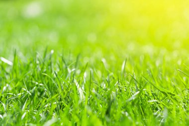 Yeşil Çimen Arkaplanı