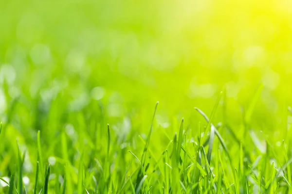 Grüner Hintergrund — Stockfoto