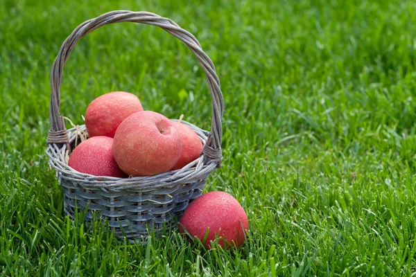 Świeży ogród czerwone jabłka — Zdjęcie stockowe