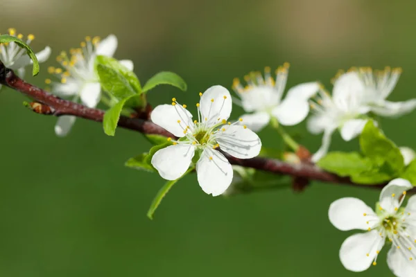 Apple blossom spring tree — Stockfoto