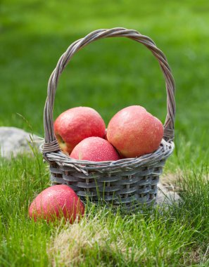 Taze bahçe yeşil ve kırmızı elma sepet içinde