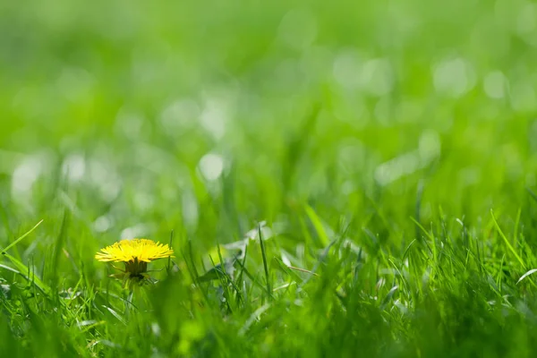 노란 민들레가 있는 푸른 잔디 밭 — 스톡 사진