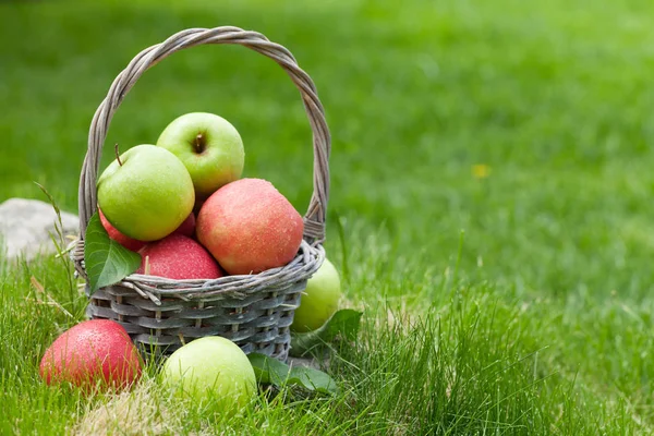 Fresh garden green and red apples in basket — Stock Photo, Image