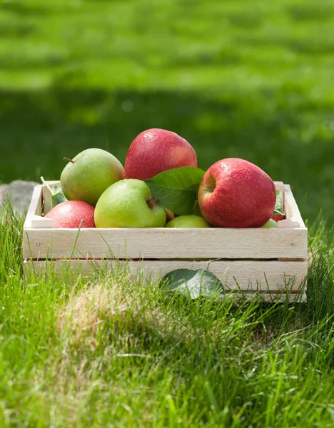 Manzanas verdes y rojas de jardín fresco en caja —  Fotos de Stock