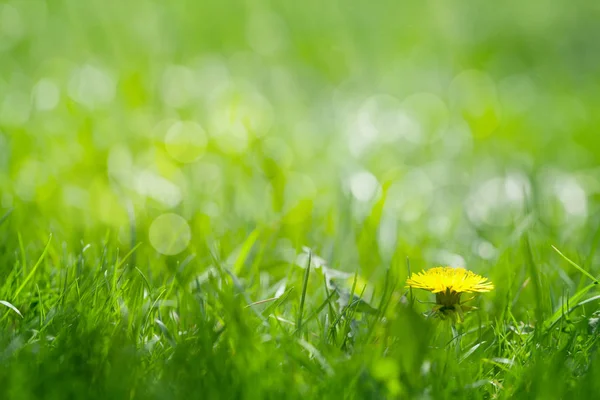 Зеленое травяное поле с желтым одуванчиком — стоковое фото