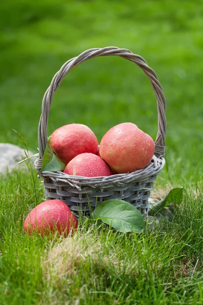 Verse tuin groene en rode appels in mand — Stockfoto