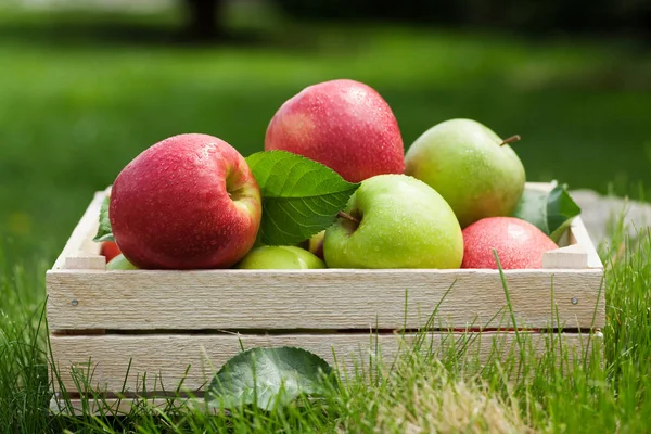 Manzanas verdes y rojas de jardín fresco en caja —  Fotos de Stock