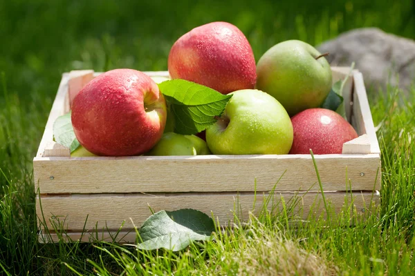 Manzanas verdes y rojas de jardín fresco en caja —  Fotos de Stock