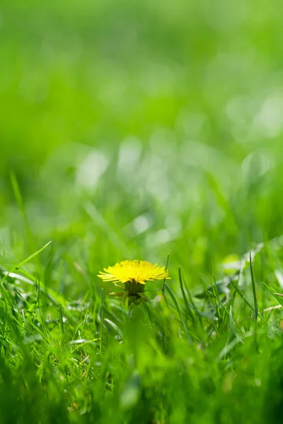 Pole zielonej trawy z żółtym mniszkiem lekarskim — Zdjęcie stockowe