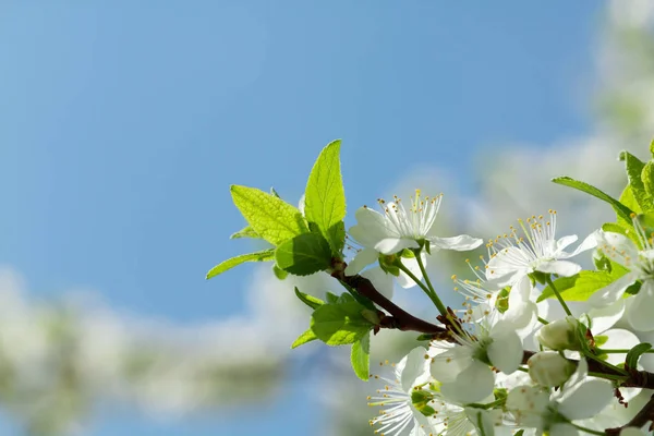 Apple blossom spring tree — Stockfoto