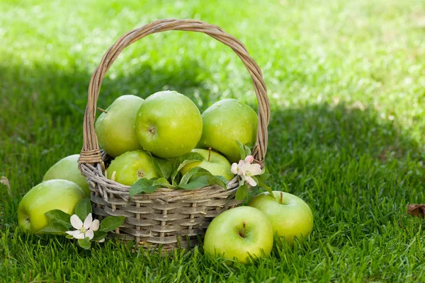 Fresh garden green apples in basket — Stock Photo, Image