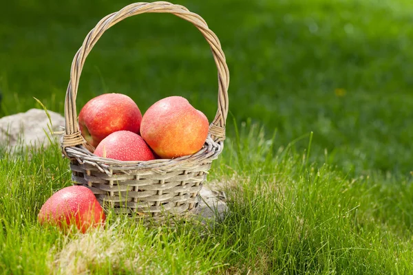 Świeży ogród zielony i czerwone jabłka w koszyku — Zdjęcie stockowe