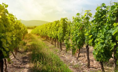 vineyard peyzaj