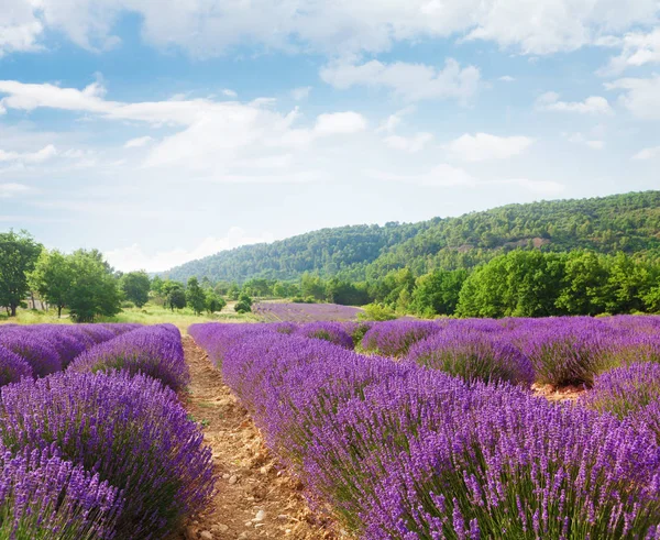 Französisch blühendes Lavendelfeld — Stockfoto
