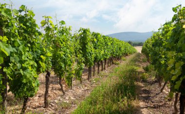 vineyard peyzaj