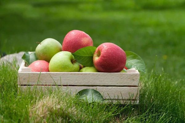 Fresh garden green and red apples in box — Stock Photo, Image