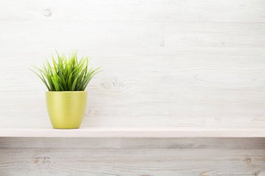 Rafta Saksılı bitki