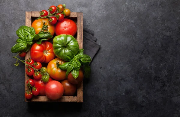 Frisse tuin kleurrijke tomaten — Stockfoto