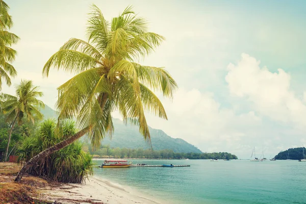 Tropikalna plaża z palmami i jasnym piaskiem — Zdjęcie stockowe