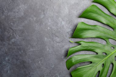 Yeşil bitki yaprağıyla taştan bir arka plan. Kopyalama alanı olan üst görünüm. Düz yatıyordu