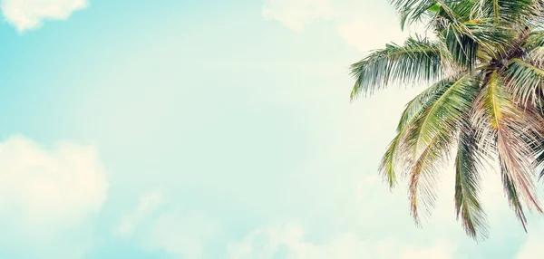 Summer Tropical Hot Day Backdrop Palm Blue Sunny Sky Wide — Stock Photo, Image