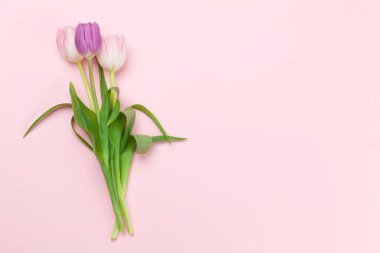 Pembe lale çiçekleri pembe arka planda. Kopya alanı olan tebrik kartı şablonu