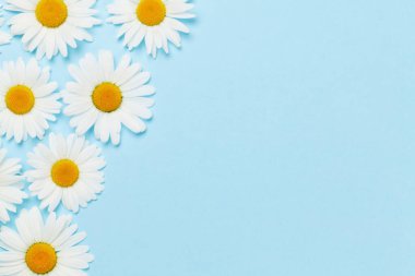 Mavi arka planda papatya çiçeği tebrik kartı var. Kopyalama alanı olan düz