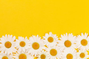 Sarı arka planda papatya çiçeği tebrik kartı var. Kopyalama alanı olan düz