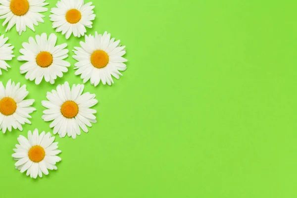 Χαμομήλι Λουλούδι Φόντο Ευχετήρια Κάρτα Πάνω Από Πράσινο Φόντο Επίπεδη — Φωτογραφία Αρχείου
