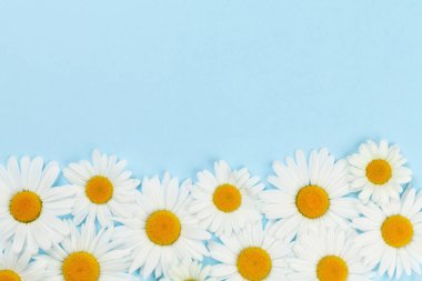 Mavi arka planda papatya çiçeği tebrik kartı var. Kopyalama alanı olan düz