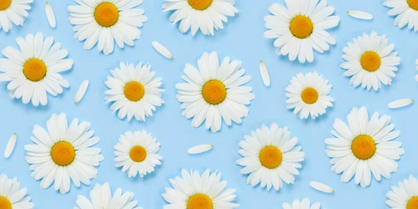 Camomile Flower Seamless Texture Fabric Daisy Pattern Backdrop Blue Background — Stock Photo, Image
