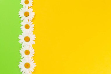 Yeşil ve sarı arka planda papatya çiçeği tebrik kartı. Kopyalama alanı olan düz