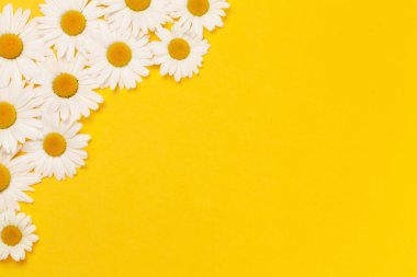 Sarı arka planda papatya çiçeği tebrik kartı var. Kopyalama alanı olan düz