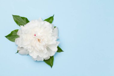 Mavi arka planda beyaz şakayık çiçeği. Kopyalama alanı olan üst görünüm. Düz yatıyordu