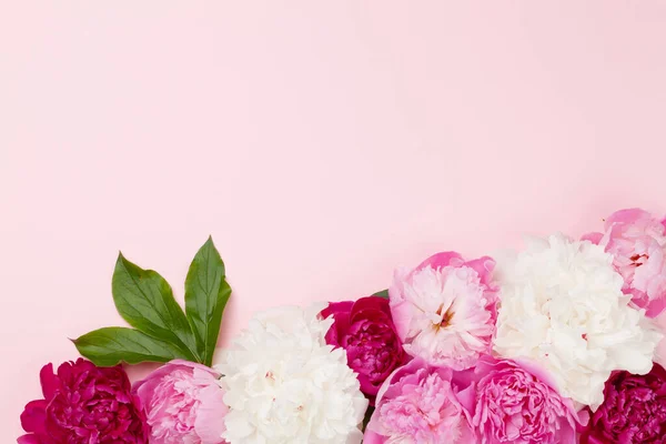 Fleurs Pivoines Roses Blanches Violettes Colorées Sur Fond Rose Vue — Photo