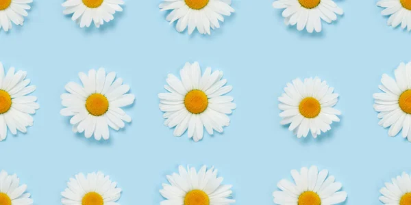 Camomile Flower Seamless Texture Fabric Daisy Pattern Backdrop Blue Background — Stock Photo, Image